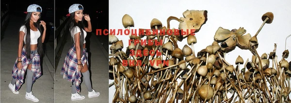 амф Новозыбков